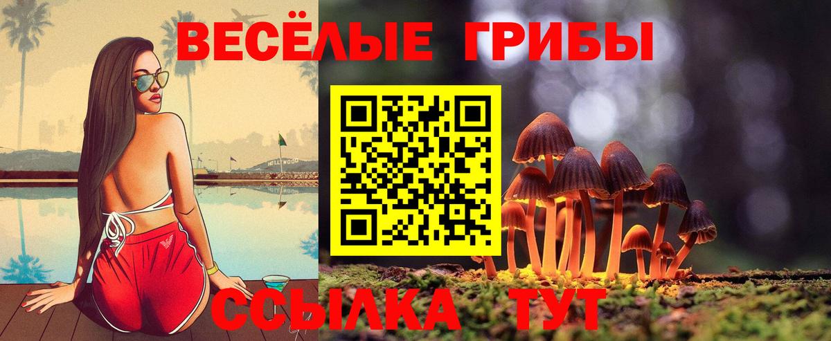 Тайшет  Псилоцибиновые грибы Cubensis  Вход с VPN 